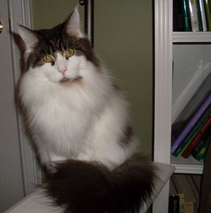 Gideon