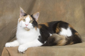 Guinevere